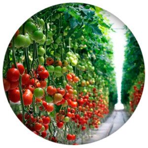 Минсельхоз сообщил о рекордном урожае тепличных овощей и росте производства грибов