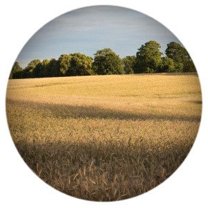 Минсельхоз: Созданы все условия для успешного развития АПК в 2021 году