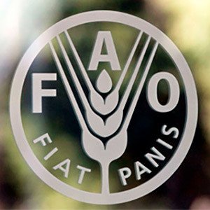 Глобальные рынки продовольствия по-прежнему готовятся к неопределенности в 2020-2021 годах из-за COVID-19 - ФАО