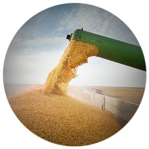 РЗС: Россия сохранит лидерство по экспорту пшеницы