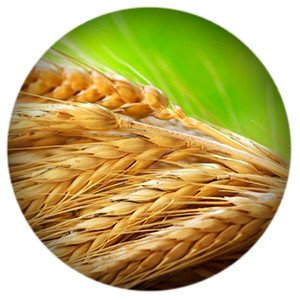 Товарооборот продукцией АПК между Россией и Сингапуром в 2020 году вырос почти 1,5 раза. 